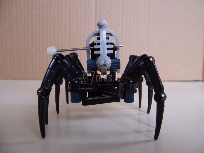 SpiderJap_05_900.JPG