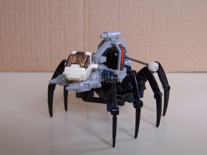 SpiderJap_11_900.JPG